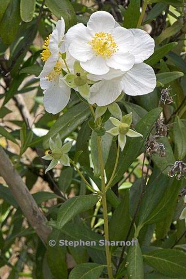 carpenteria californica 10 graphic